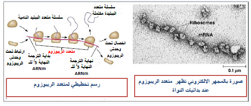 الملخص مقر تركيب البروتين: